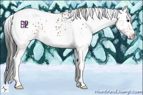 Horse Color:White Spotted Brown