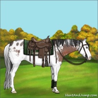 Horse Color:White Spotted Brown Roan Splash Appaloosa 