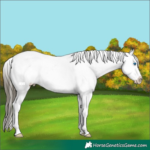 Horse Color:Buckskin Roan Dun Splash Appaloosa 