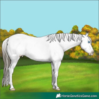 Horse Color:Buckskin Roan Dun Splash Snowcap 