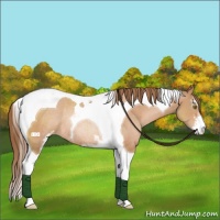 Horse Color:Brown Pearl Sabino Tobiano Rabicano 