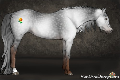 Horse Color:Gray Liver Chestnut 