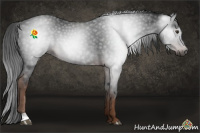 Horse Color:Gray Liver Chestnut 