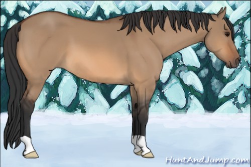 Horse Color:Bay Dun 