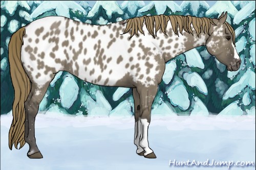 Horse Color:Smoky Grullo Appaloosa 