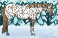 Horse Color:Smoky Grullo Appaloosa 