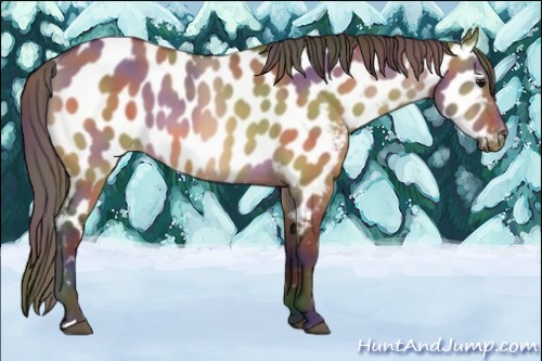 Horse Color:Nacre Bay Dun Appaloosa 