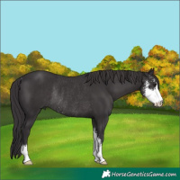 Horse Color:Smoky Black Sabino Rabicano 