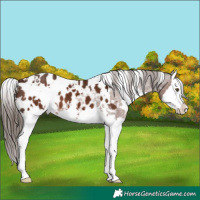Horse Color:White Spotted Liver Chestnut Splash Appaloosa 