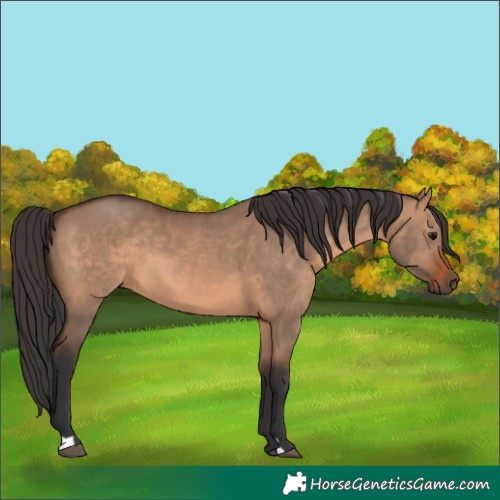 Horse Color:Brown Dun 