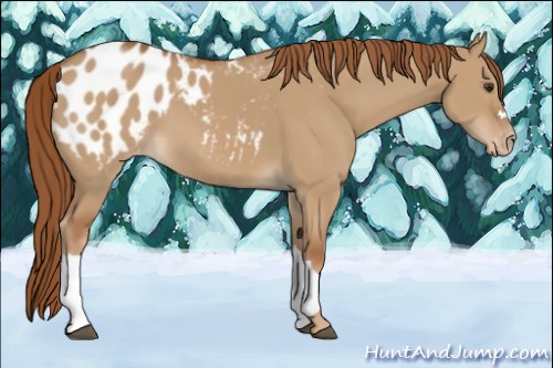 Horse Color:Red Dun Appaloosa 