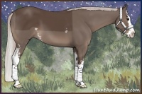 Horse Color:White Spotted Silver Black Splash