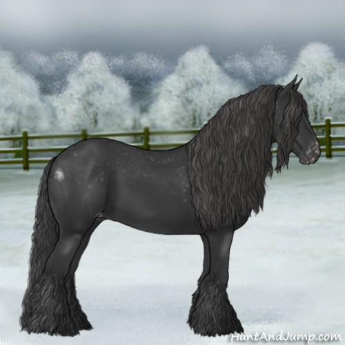 Horse Color:Black Appaloosa Rabicano 
