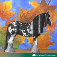 Horse Color:White Spotted Black