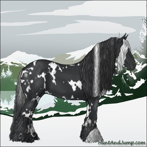 Horse Color:White Spotted Black