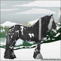 Horse Color:White Spotted Black 