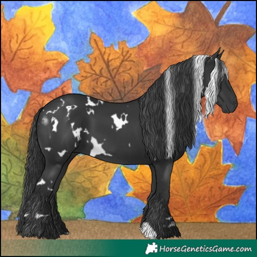 Horse Color:White Spotted Black