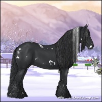 Horse Color:White Spotted Black