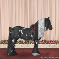 Horse Color:White Spotted Black 
