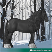 Horse Color:Black 