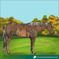 Horse Color:Smoky Black  and Chocolate Palomino 
