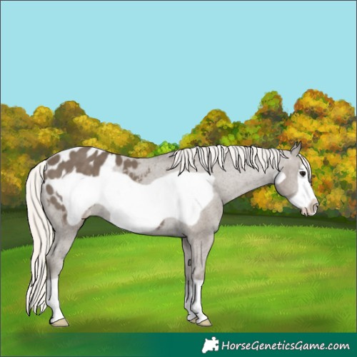 Horse Color:Silver Smoky Black Frame Appaloosa 