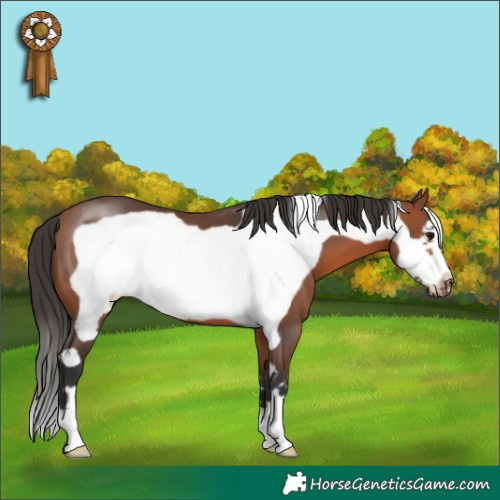 Horse Color:Bay Frame 
