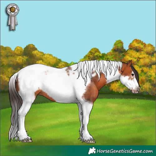 Horse Color:Bay Tobiano Frame 