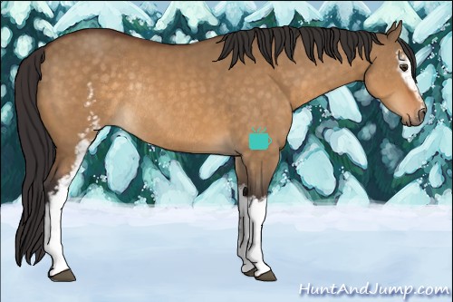 Horse Color:White Spotted Buckskin Dun Rabicano 