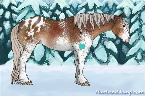Horse Color:White Spotted Silver Brown Sabino Appaloosa Rabicano