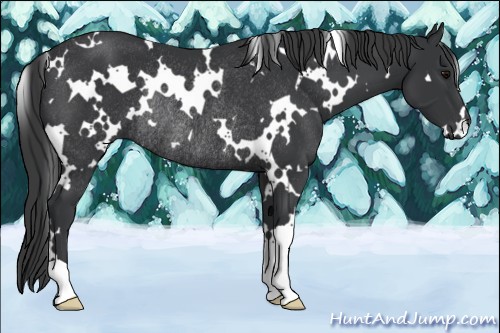 Horse Color:White Spotted Black Rabicano