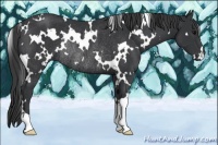 Horse Color:White Spotted Black Rabicano 