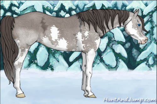 Horse Color:Grullo Ice Splash Appaloosa 