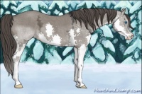 Horse Color:Grullo Ice Splash Appaloosa 