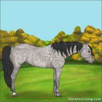 Horse Color:Grullo Ice