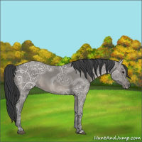 Horse Color:Grullo Ice 