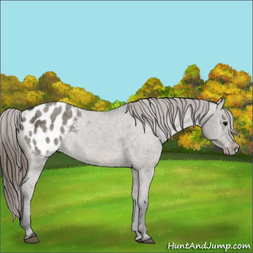 Horse Color:Grullo Ice Appaloosa Rabicano 