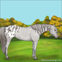 Horse Color:Grullo Ice Appaloosa Rabicano 