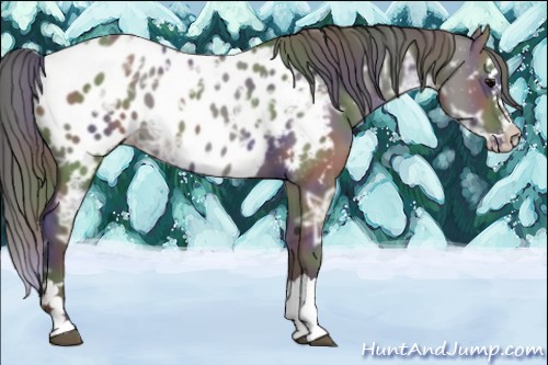 Horse Color:Nacre Grullo Ice Splash Appaloosa