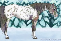 Horse Color:Nacre Grullo Ice Splash Appaloosa