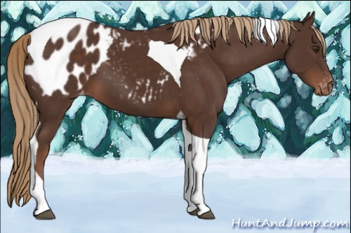 Horse Color:Liver Chestnut Tobiano Blanket 