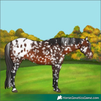 Horse Color:Brown Appaloosa 