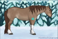 Horse Color:Liver Red Dun Sabino Tobiano