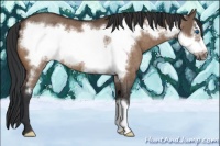 Horse Color:Brown Dun Frame Rabicano 