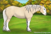 Horse Color:Gold Cream Champagne Roan Splash 
