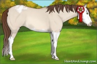 Horse Color:Amber Champagne Dun Splash Appaloosa 