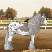 Horse Color:Silver Blue Roan Splash Appaloosa 