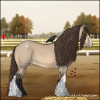 Horse Color:Bay Dun Appaloosa 