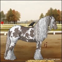 Horse Color:White Spotted Silver Black Appaloosa 