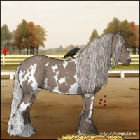Horse Color:White Spotted Silver Grullo 